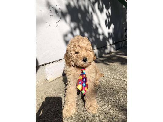 Βερίκοκο MEDIUM POODLE κουτάβι